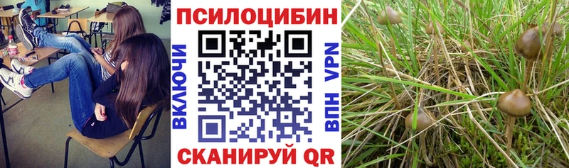 Псилоцибиновые грибы Psilocybe  цена   Подпорожье 